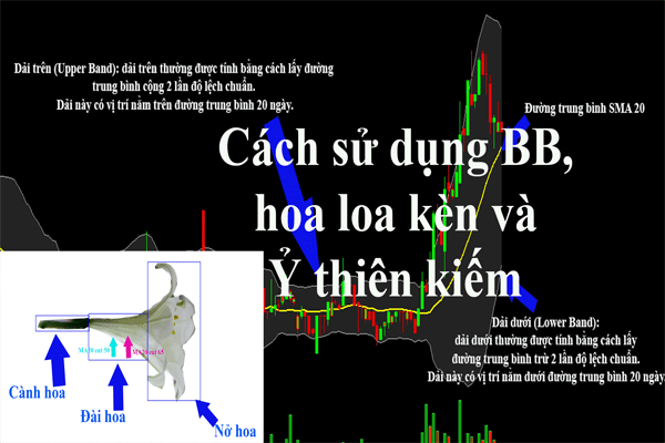 Cách sử dụng bollinger bands và mô hình hoa loa kèn